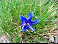 Dzwonek alpejski (łac.) Campanula alpina