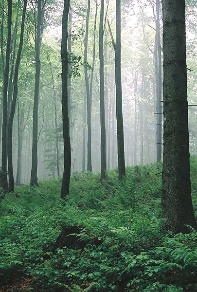 Beskid Makowski