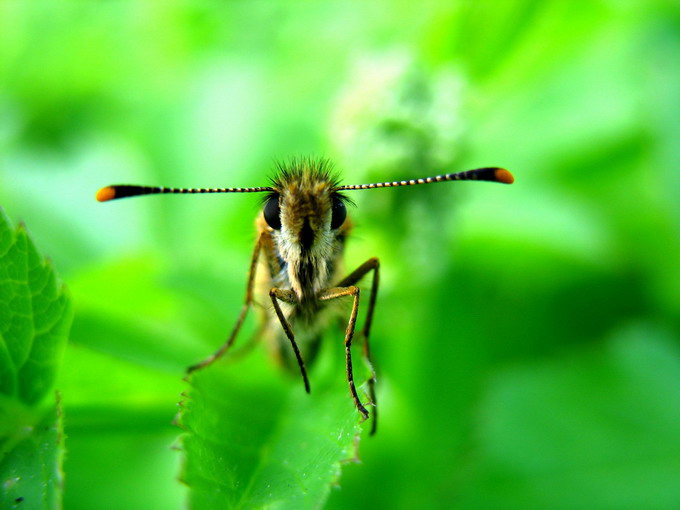 motyl