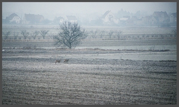 pejzaż z sarnami