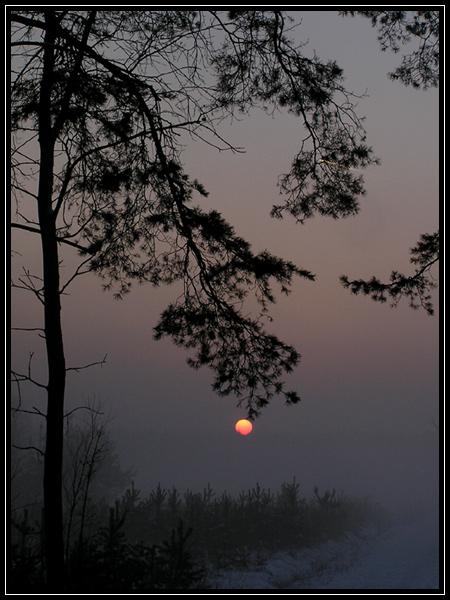 (Dog) In the fog