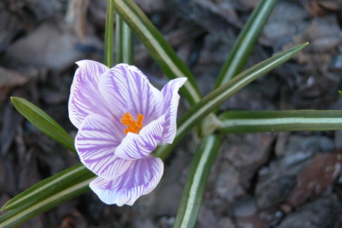 krokus