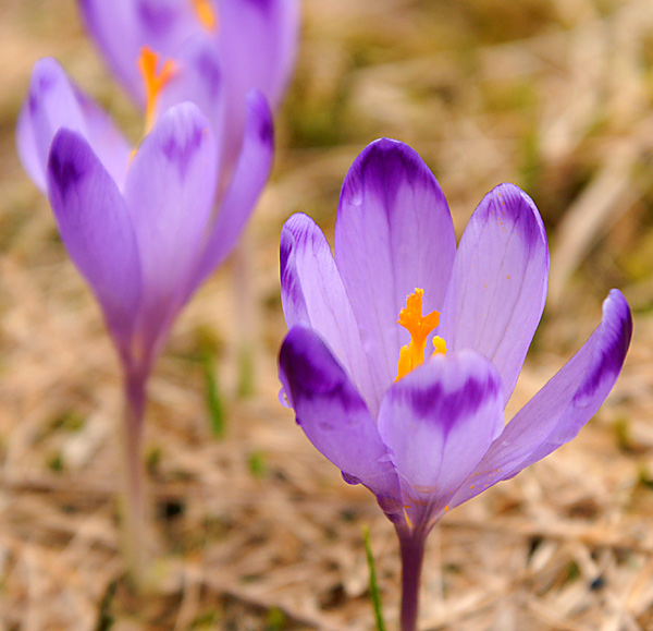 krokusy