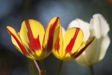 ...:::Tulipanowi bracia:::...