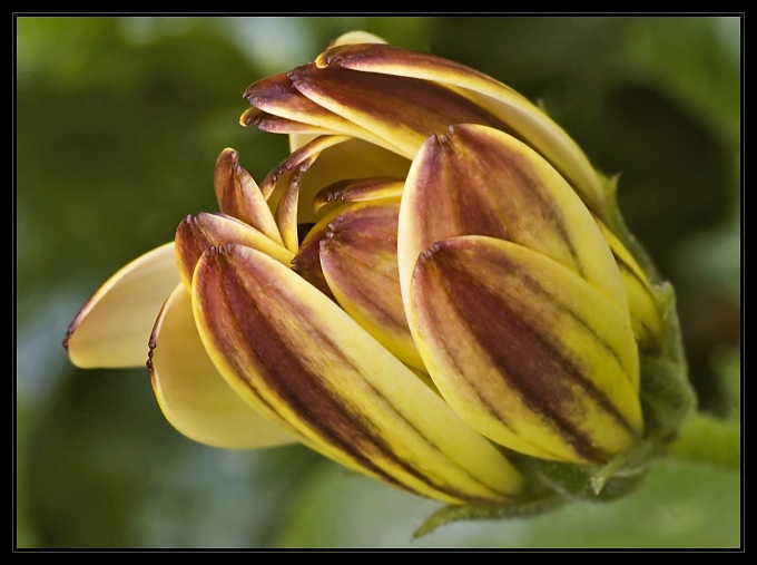 Osteospermum - Summertime Sun Yellow