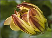 Osteospermum - Summertime Sun Yellow