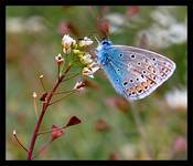 Modraszek ikar (Polyommatus icarus)