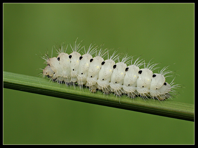 Gąsiennica