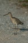 Willet, Catoptrophus semipalmatus