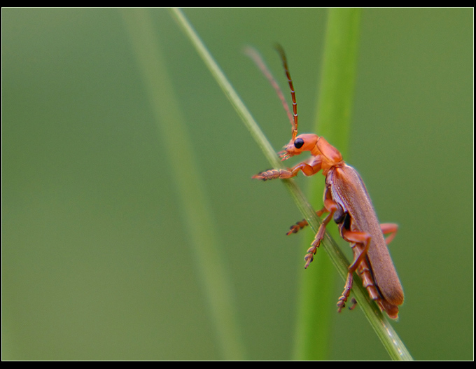 zmięk żółty