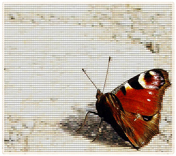 Motyl