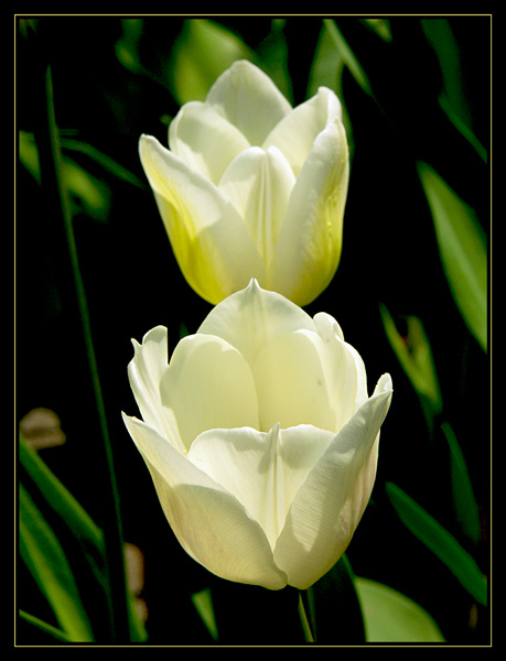 Twin Tulips