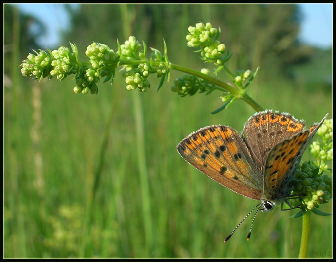 motyl