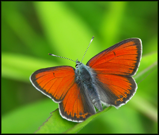 Czerwończyk nieparek (Lycaena dispar)