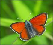 Czerwończyk nieparek (Lycaena dispar)