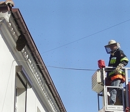 Pogryzą nie pogryzą, oto jest pytanie