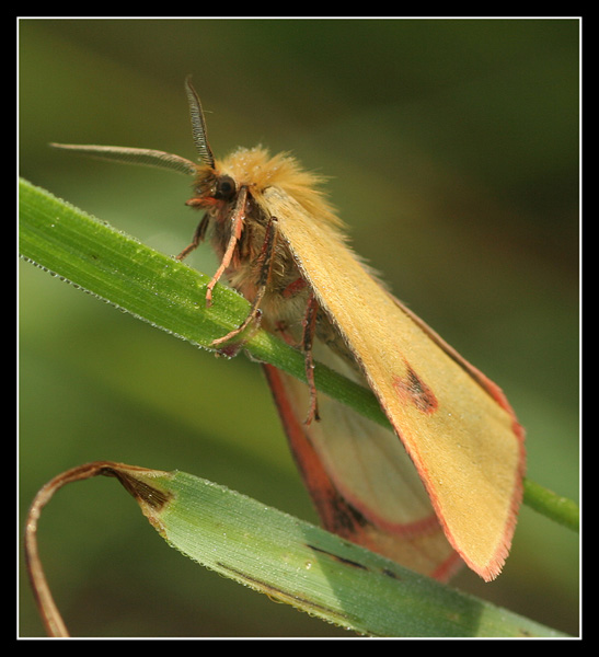 Motyl nocny.