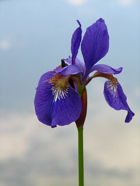 IRIS