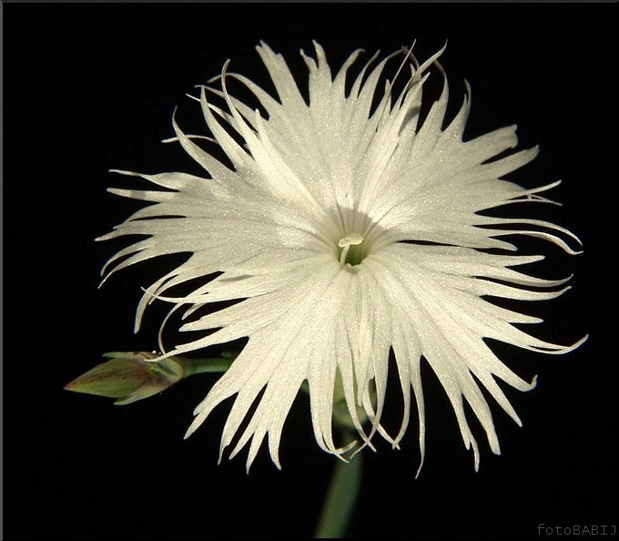 45-Gożdzik pierzasty DIANTHUS PLUMARIUS