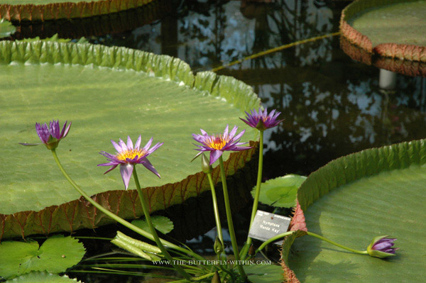 Kew Garden, lipiec 2005