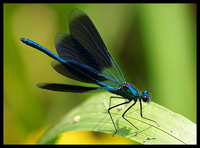 Świtezianka modra (Calopteryx virgo)