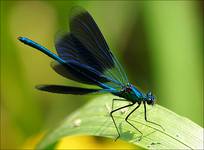 Świtezianka modra (Calopteryx virgo)