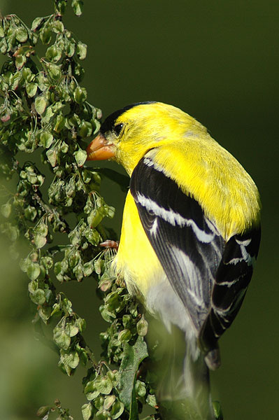 American Goldfinch, Carduelis tristis