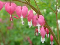 017. Dicentra spectabilis