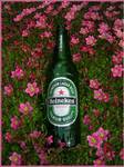 heineken in flowers