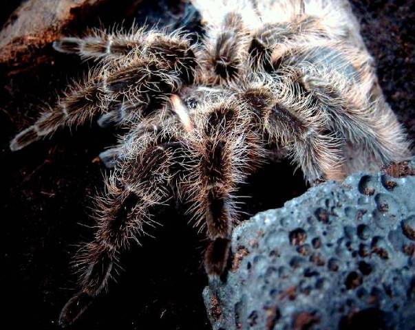 B.albopilosum