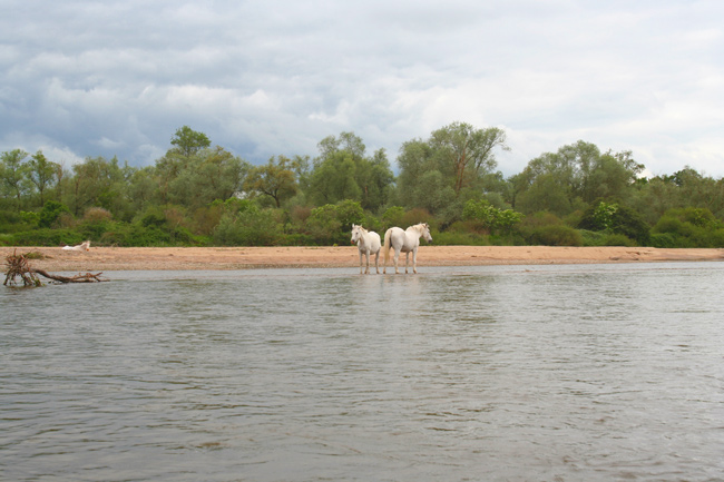 WildHorses