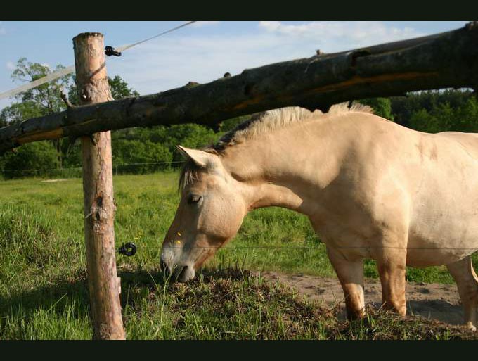 horse vs electric pastor