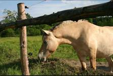 horse vs electric pastor