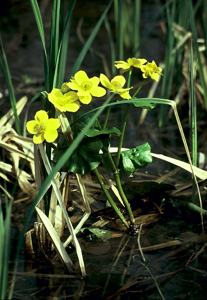 7 Yellow Flowers