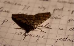 Nocny motyl