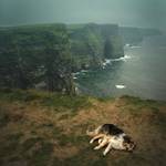 moher dog II