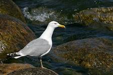 Mewa srebrzysta - Larus argentatus