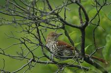 Brown Thrasher, Toxostoma rufum