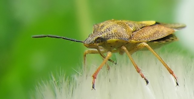 odlot UFO