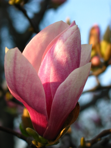 magnolia