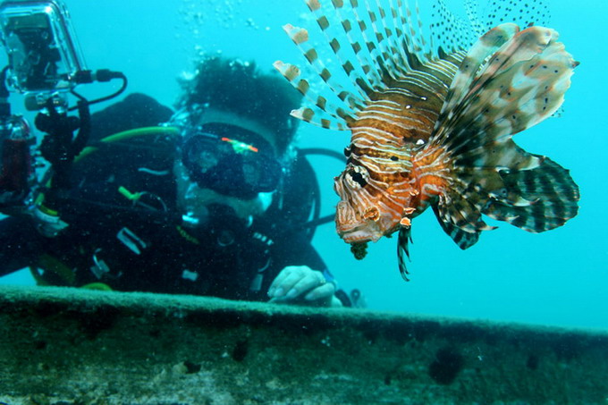 Arabian lionfish.