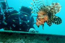 Arabian lionfish.