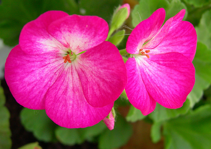 pelargonia