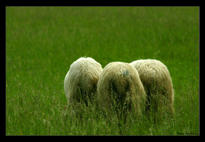 sheep:)