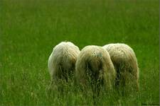 sheep:)