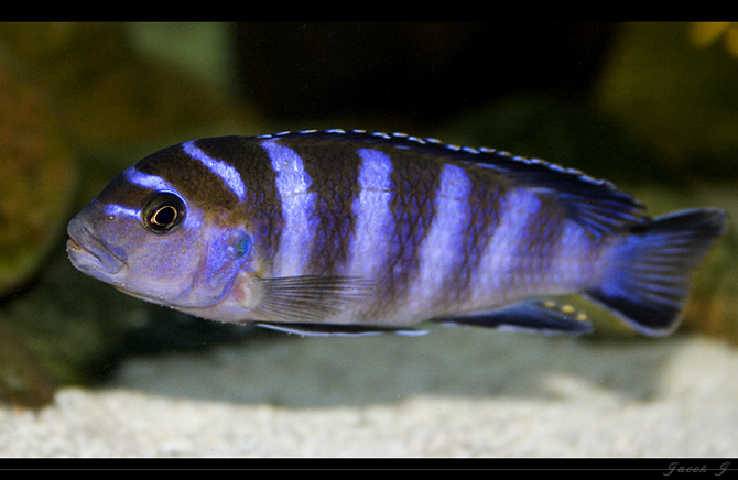 Demasoni