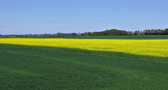 Wielkopolski pejzaż