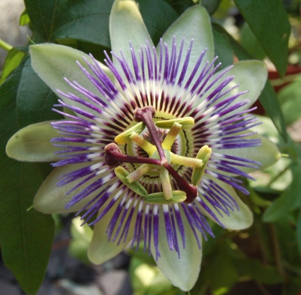 Passion Flower (Passiflora alata)