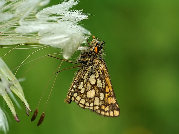 )i( Carterocephalus palemon