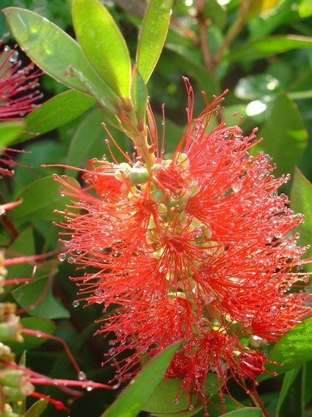 018. Callistemon viminalis